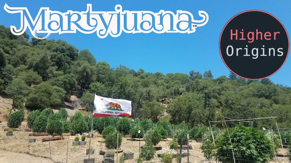 banner image for the article Farm Interview: Martyjuana, Mendocino County