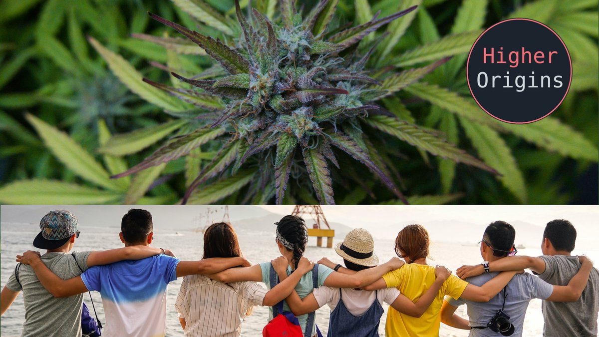 banner image for the article Cannabis Buyers Clubs: An Old Model May Help California's Market Mess
