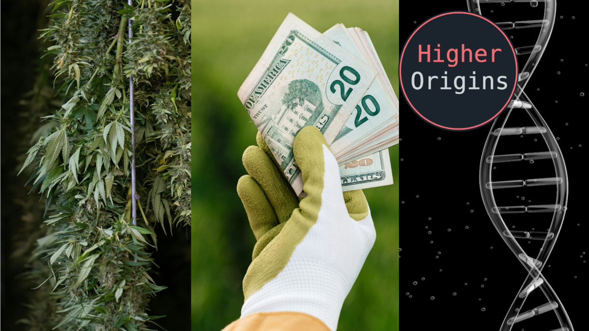 banner image for the article Ideal Cannabis Economics Part 1: Cultivation and Genetics