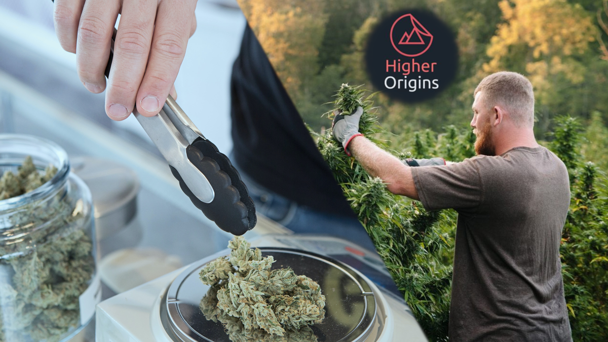 banner image for the article Three Ways for Cannabis Cultivators to Connect With Consumers