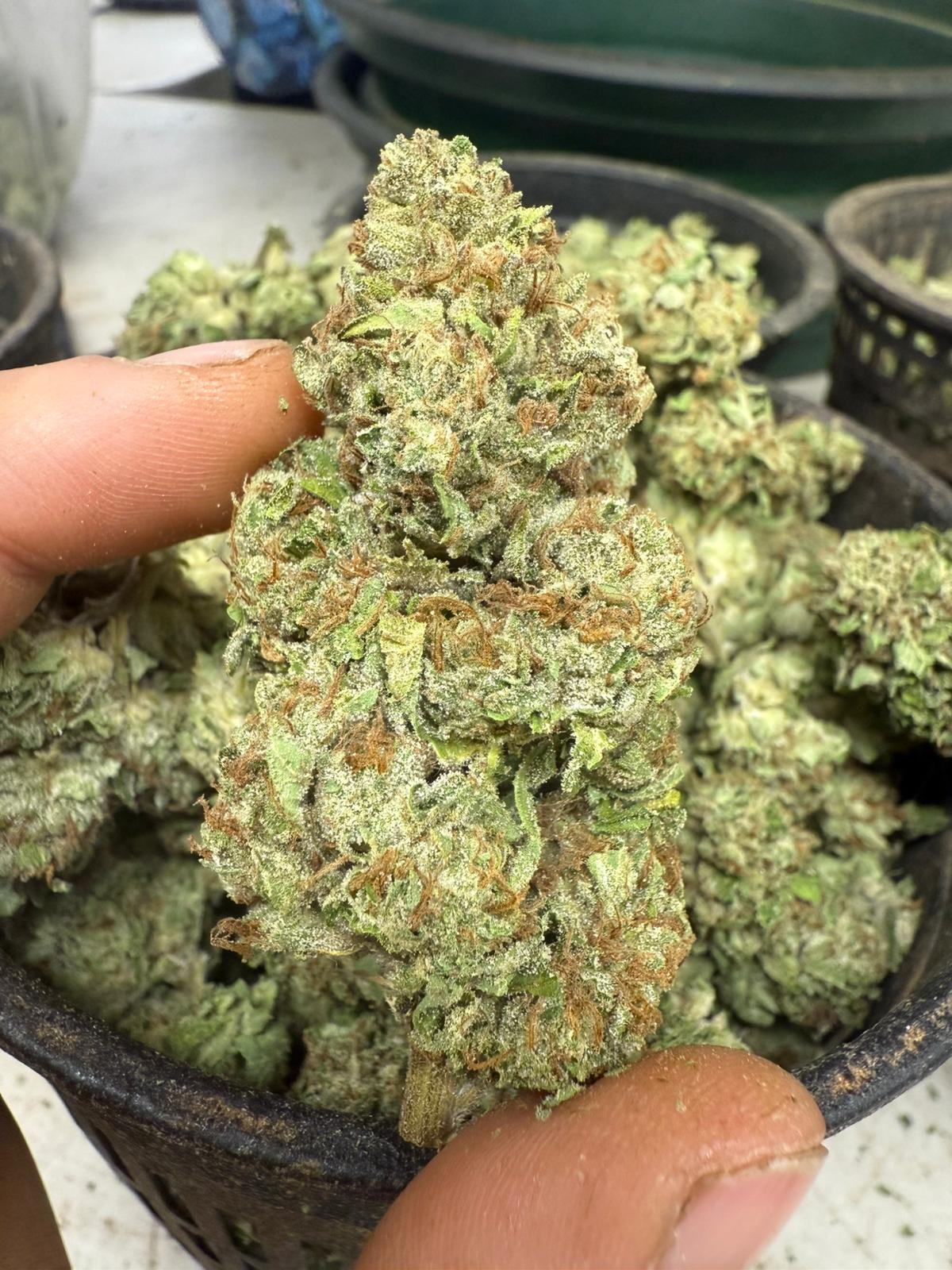 default image for Rainbow Belt Runtz from SoulSol_Mendocino