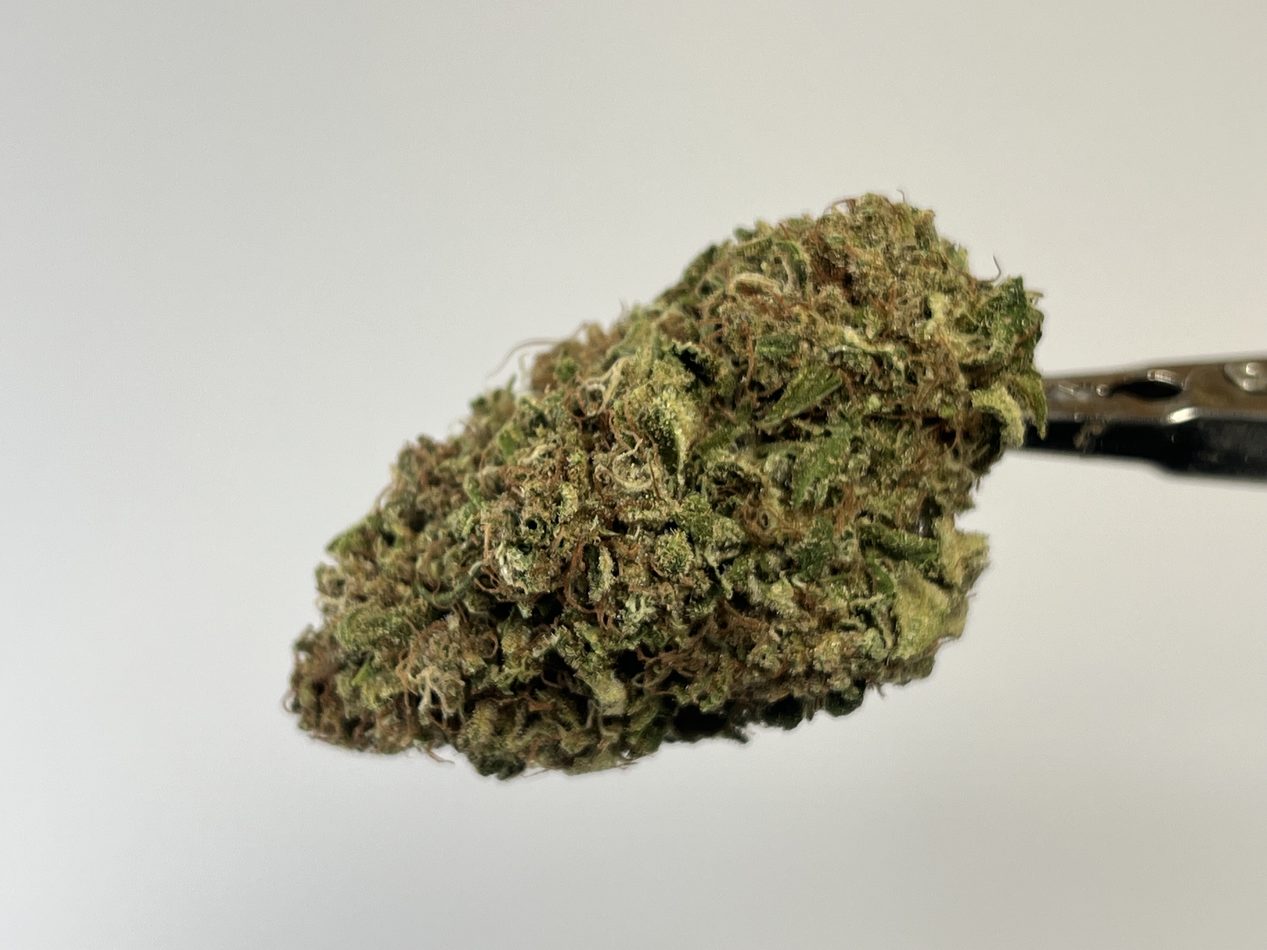 default image for Jack Mormon 3.5g Flower from Mendo Mystic