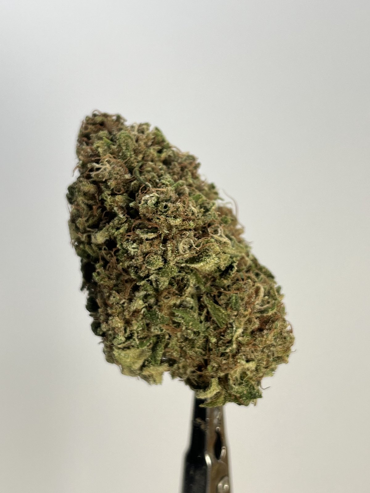 default image for Jack Mormon 3.5g Flower from Mendo Mystic